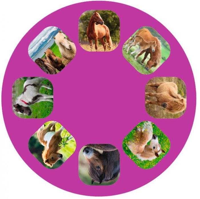 Moses - Kleine Diashow Pferde