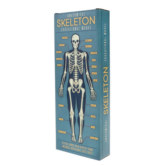 Verpackung des Rex London Skelettmodells mit anatomischer Skelettzeichnung und Knochenbeschriftungen