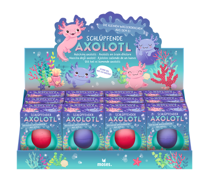 Moses - Schlüpfende Axolotl Bild 2