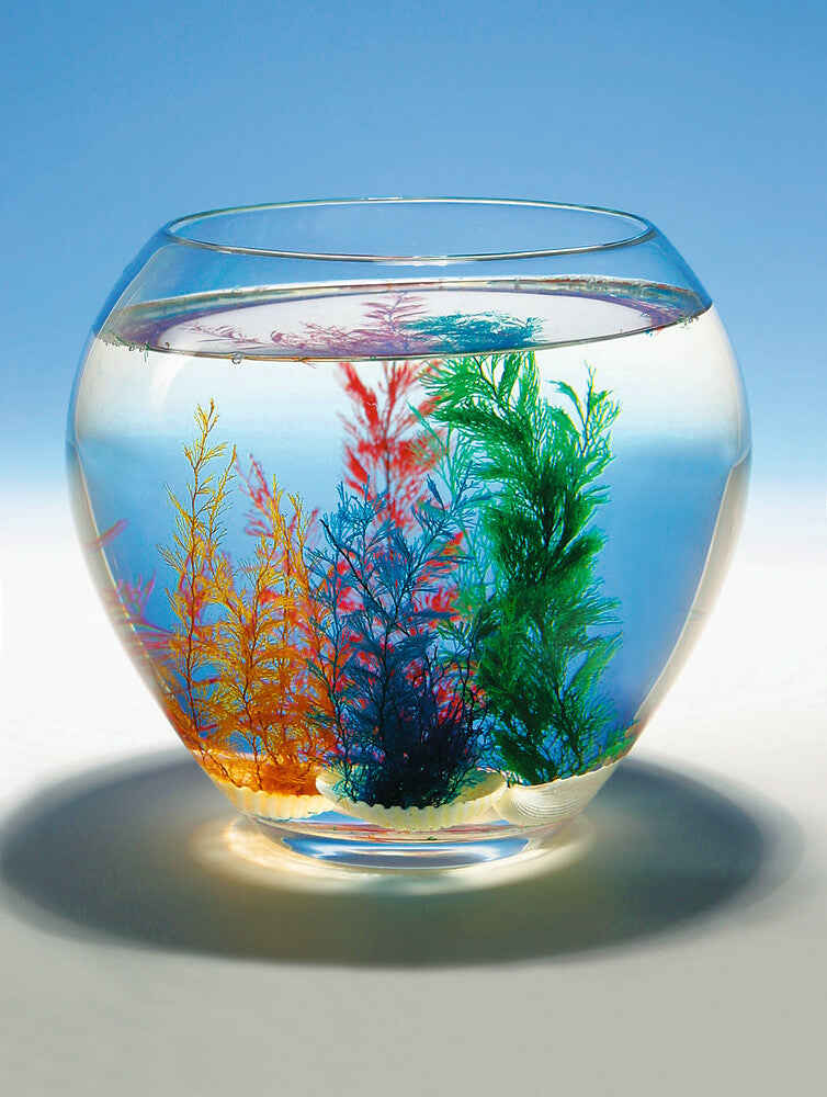 Goki - Wundermuschel Bild 1