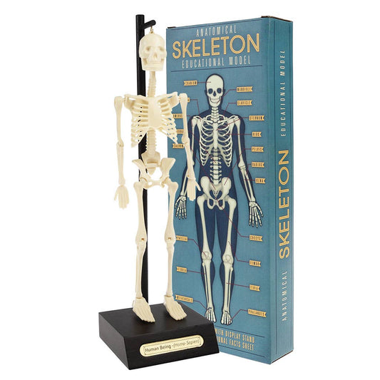 Rex London Anatomisches Skelettmodell: cremefarbenes Kunststoffskelett auf schwarzem Ständer neben blauer Verpackung